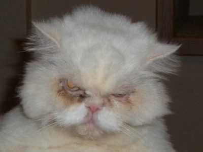 A very gnarly house cat.