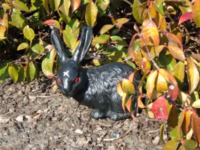 A Spawn Ranch rabbit.