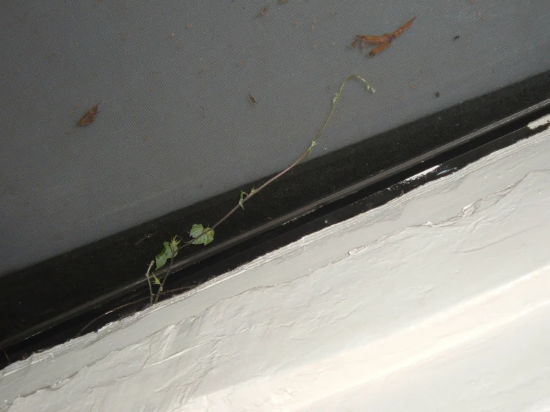 Plants grow through walls.