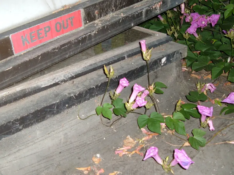 Plants ignore the signs.