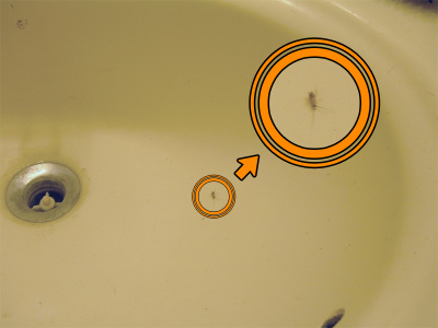 A very small cockroach.