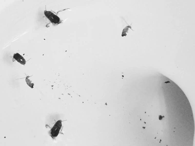 A bunch of cockroaches in Limbo.