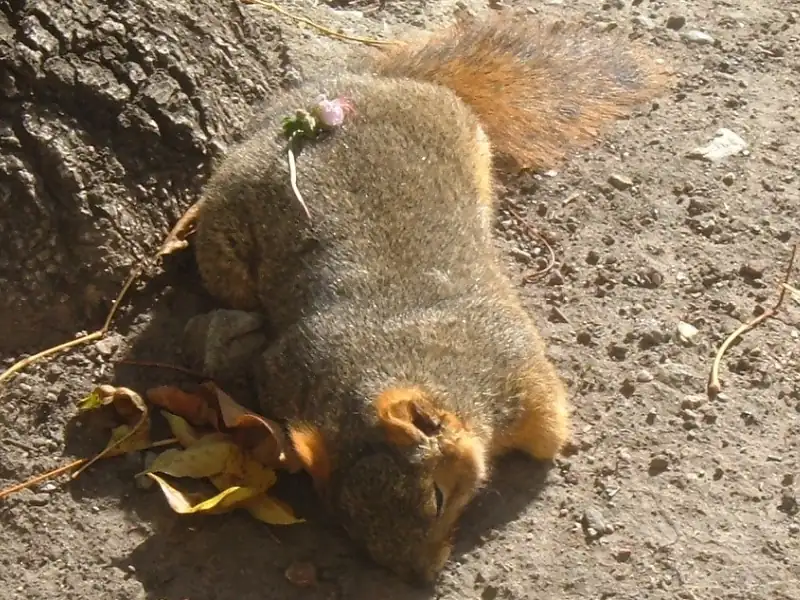 A dead squirrel.