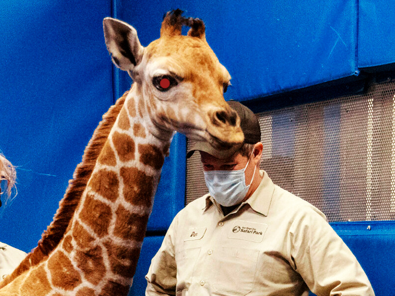 A cybernetic giraffe stares menacingly with its bright red eye.