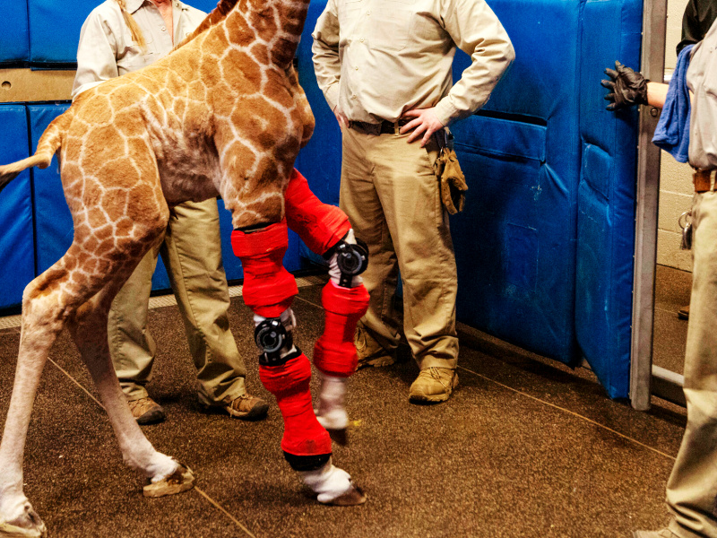 The giraffe's mechanically-assisted legs are poised to kick a doctor in the nuts.