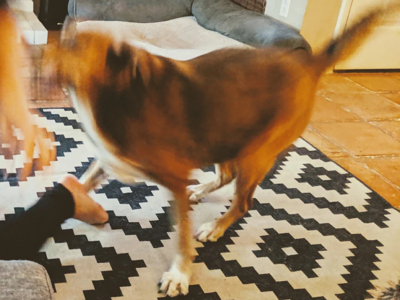 A fuzzy dog in a blurry photo.