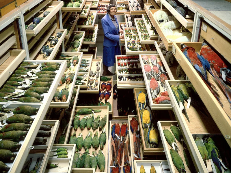 A woman stands in front of a LOT of cabinets containing dead birds.